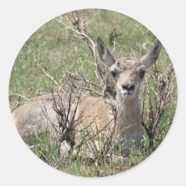 A7 Baby Pronghorn Antelope Head Up Classic Round Sticker (Front)