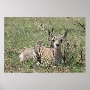 A7 Baby Pronghorn Antelope Head Up Poster