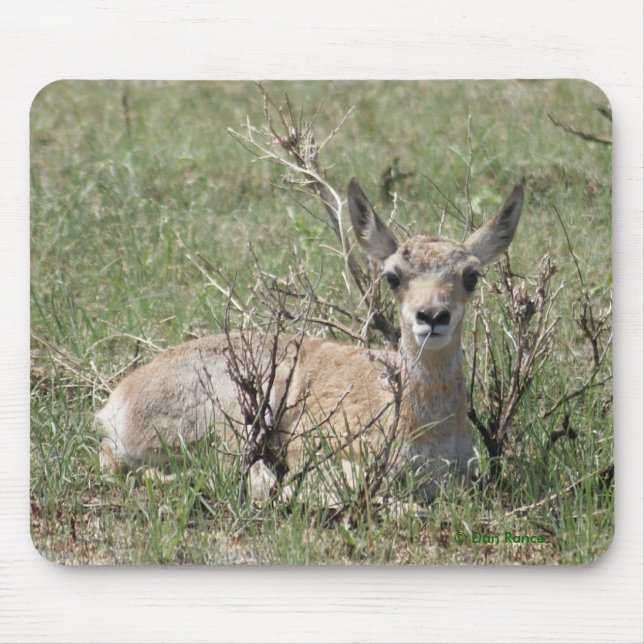 A7 Baby Pronghorn Antelope Mouse Pad (Front)