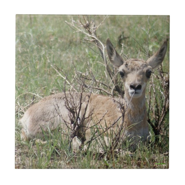 A7 Baby Pronghorn Antelope Tile (Front)