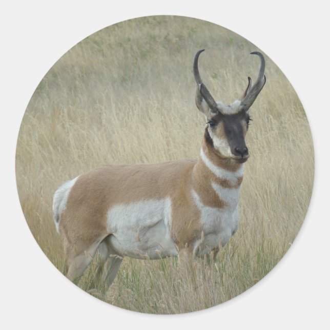 A8 Pronghorn Antelope Big Buck Classic Round Sticker (Front)