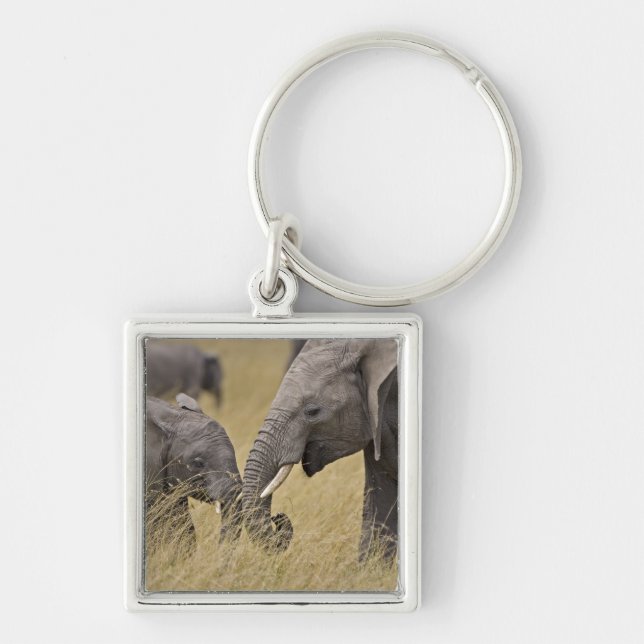 A African Elephant grazing in the fields Keychain (Front)