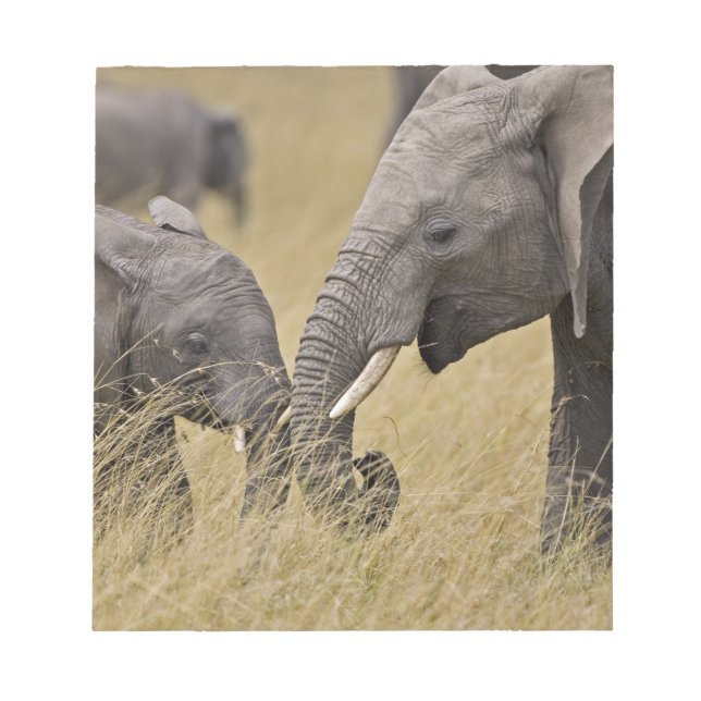 A African Elephant grazing in the fields Notepad (Front)