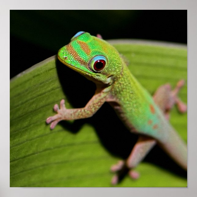 A Baby Green Gecko Poster (Front)