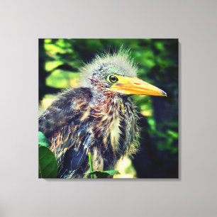 A baby green heron canvas print