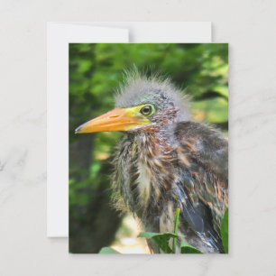 A baby green heron postcard
