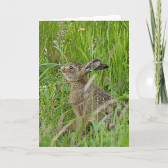 A baby Hare. Card (Front)