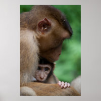 A Baby Macaque And It's Mother