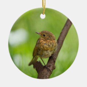 A Baby Robin Perched On A Branch Ceramic Ornament