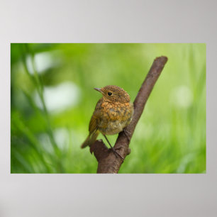 A Baby Robin Perched On A Branch Poster
