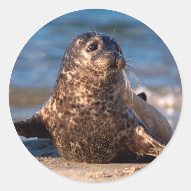 A baby seal coming ashore in Children's Pool (Front)
