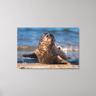 A baby seal coming ashore in Children's Pool Canvas Print
