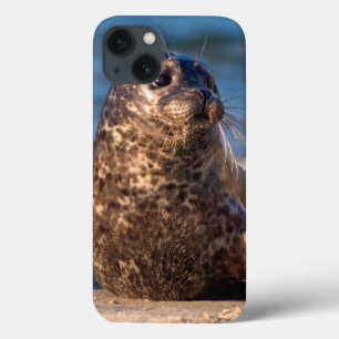 A baby seal coming ashore in Children's Pool iPhone 13 Case