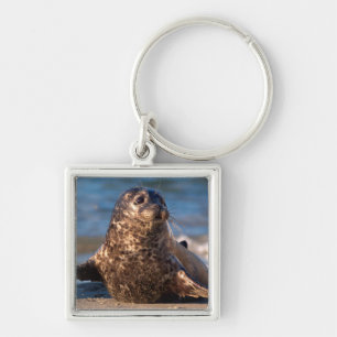 A baby seal coming ashore in Children's Pool Keychain