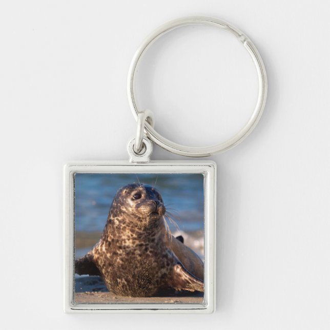 A baby seal coming ashore in Children's Pool Keychain (Front)