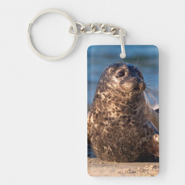 A baby seal coming ashore in Children's Pool Keychain (Front)