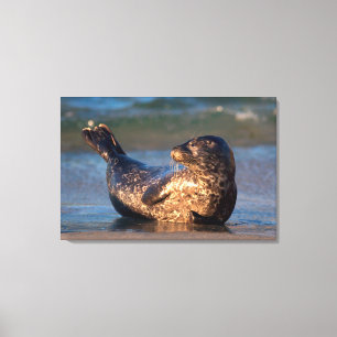 A baby seal lifting it's tail canvas print