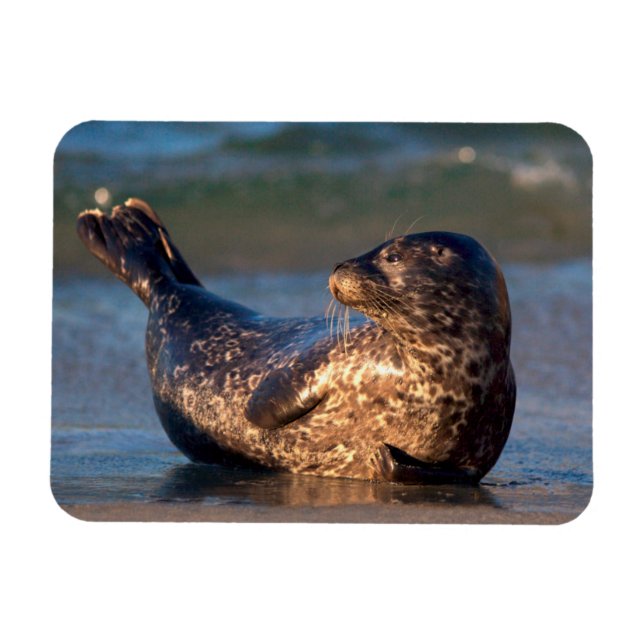 A baby seal lifting it's tail magnet (Horizontal)