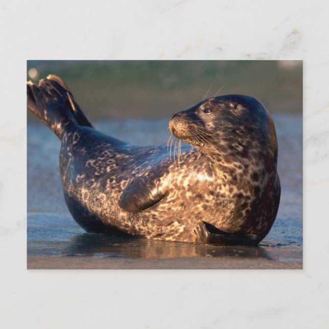 A baby seal lifting it's tail postcard (Front)