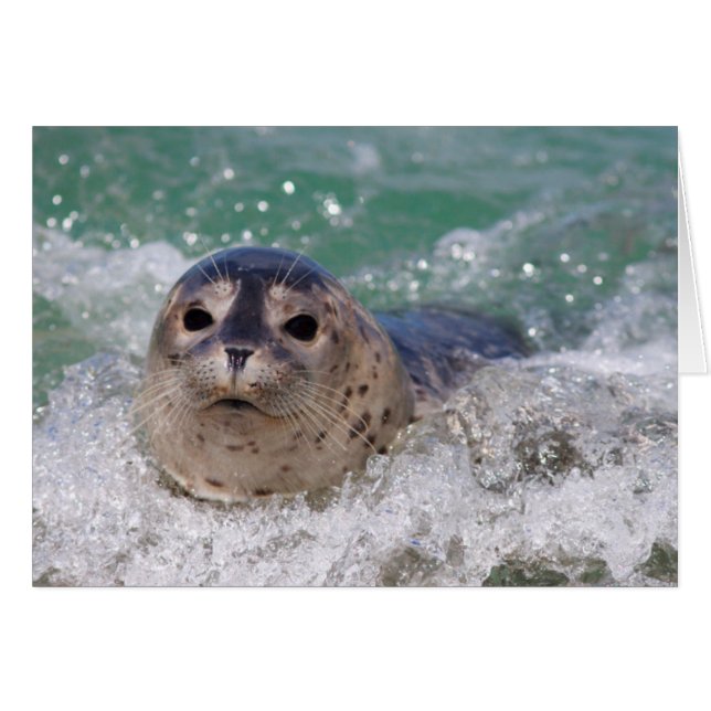 A baby seal surfing (Front Horizontal)