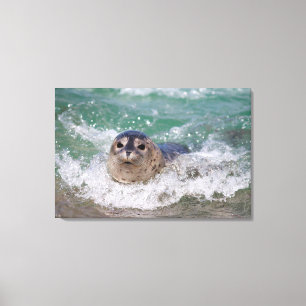 A baby seal surfing canvas print