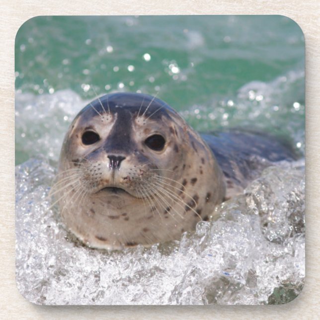 A baby seal surfing coaster (Front)
