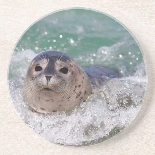 A baby seal surfing coaster (Front)