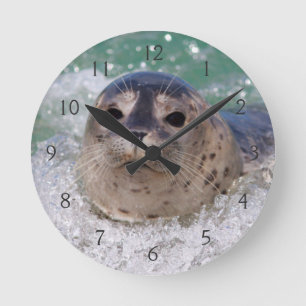 A baby seal surfing round clock