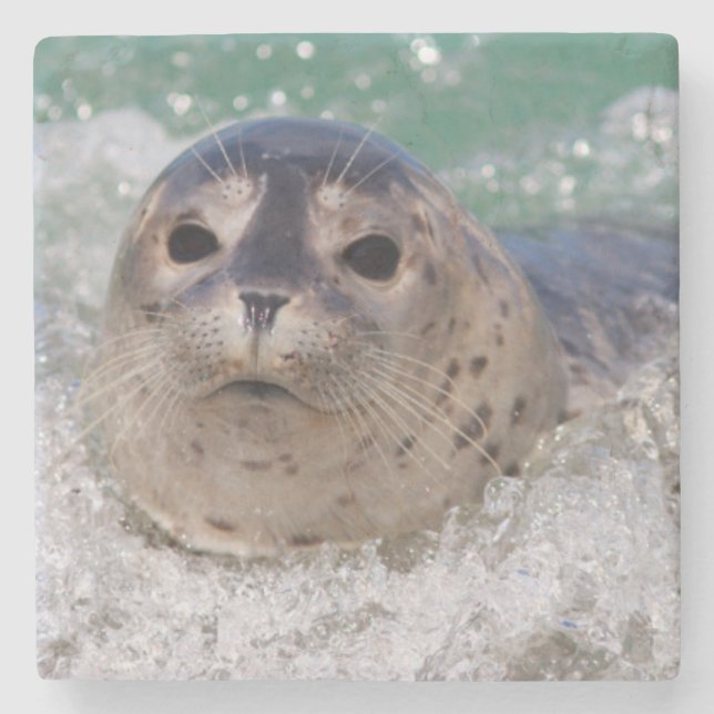 A baby seal surfing stone coaster (Front)