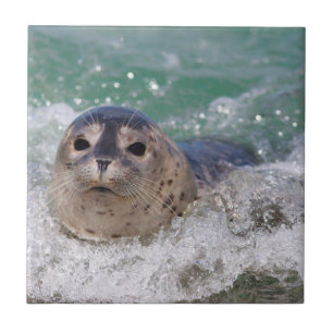A baby seal surfing tile
