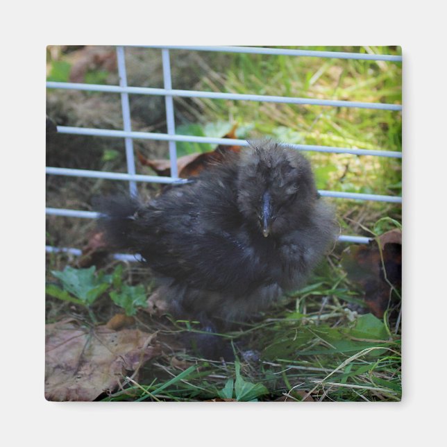 A Baby Silkie Magnet (Front)