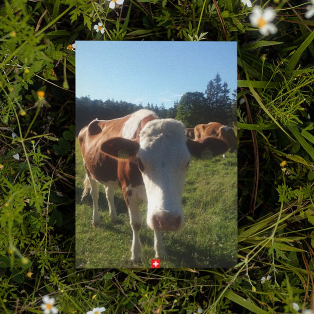 A Baby Swiss Cow Postcard (Creator Uploaded)