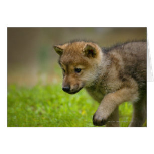 A baby wolf