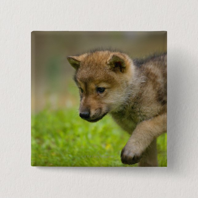 A baby wolf 2 inch square button (Front)