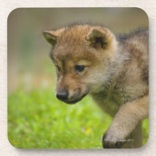 A baby wolf coaster