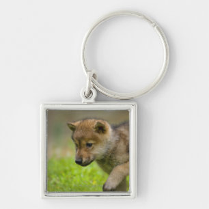 A baby wolf keychain