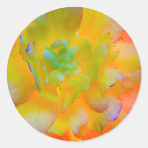 A back-lit, glowing begonia blossom classic round sticker
