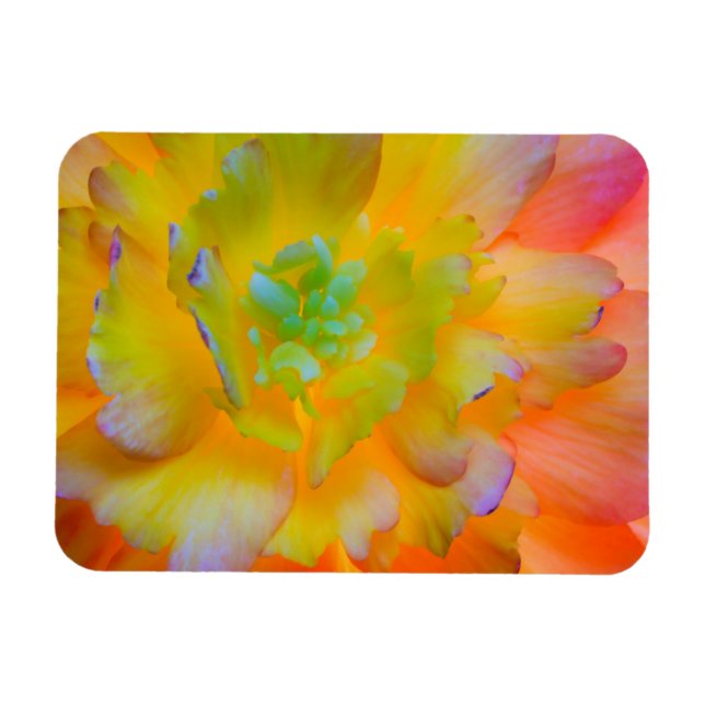 A back-lit, glowing begonia blossom magnet (Horizontal)