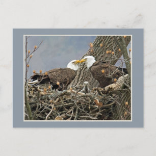 A Bald Eagle Family Portrait Postcard