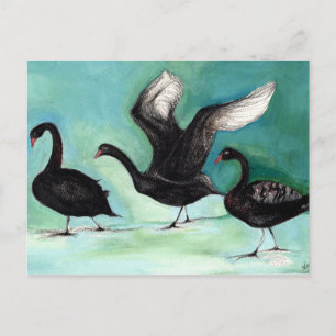 A ballet of Black Swans 2013 Postcard