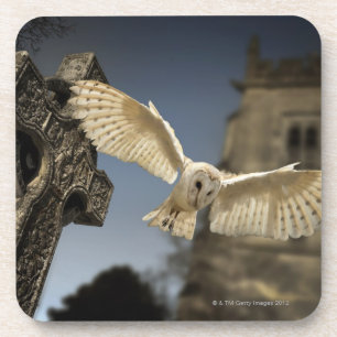 A Barn Owl (Tyto alba) in a graveyard in North Coaster