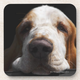A Basset Hound resting his head Coaster