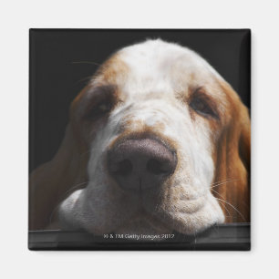 A Basset Hound resting his head Magnet