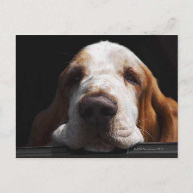 A Basset Hound resting his head Postcard (Front)