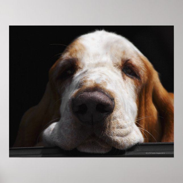 A Basset Hound resting his head Poster (Front)