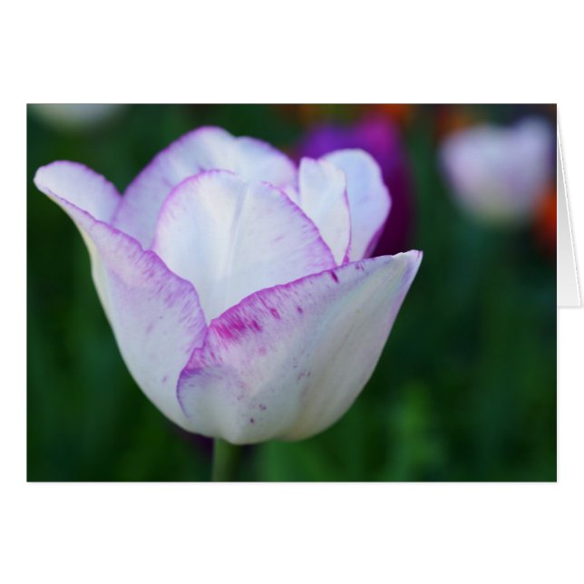 A Beatiful Note of Spring! (Front Horizontal)