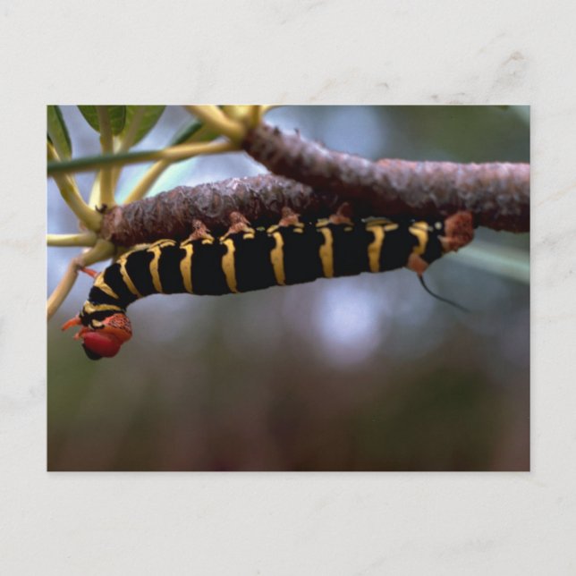 A beautiful Coloured Caterpillar Postcard (Front)