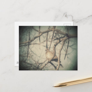 A beautiful Dove Vintage Look Photography Postcard