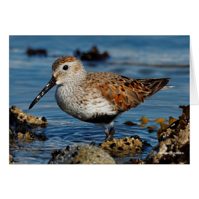 A Beautiful Dunlin Goes Solo Card (Front Horizontal)