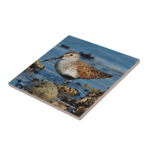 A Beautiful Dunlin Goes Solo Tile